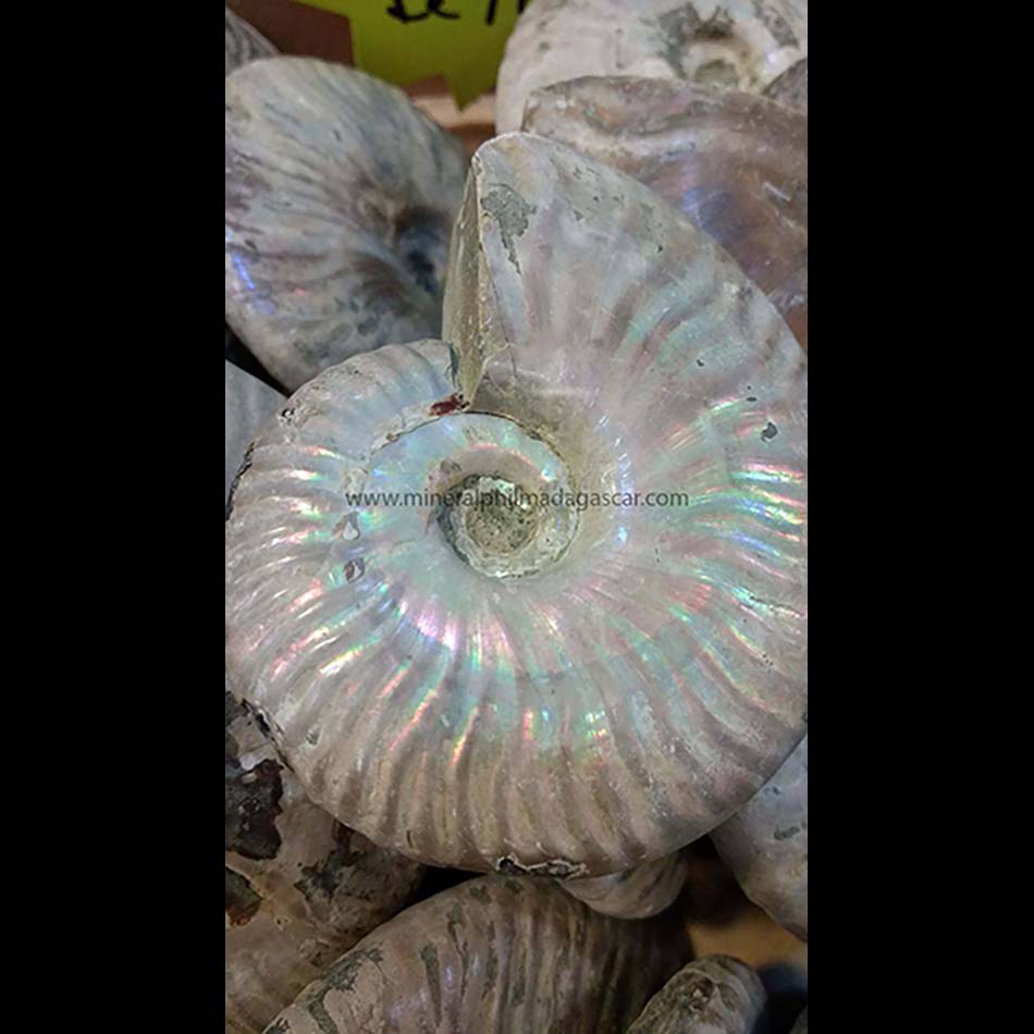 blue ammonite