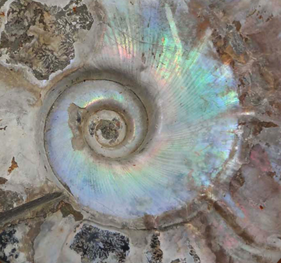 blue ammonite