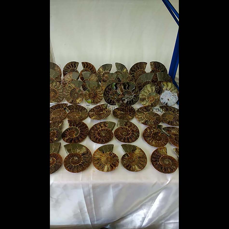 sliced ammonites